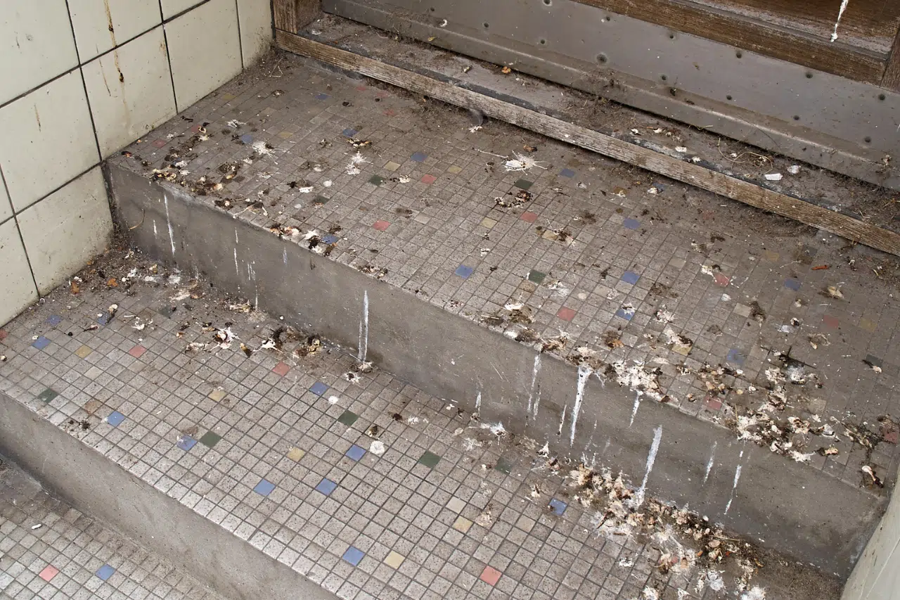 pulizia guano piccioni