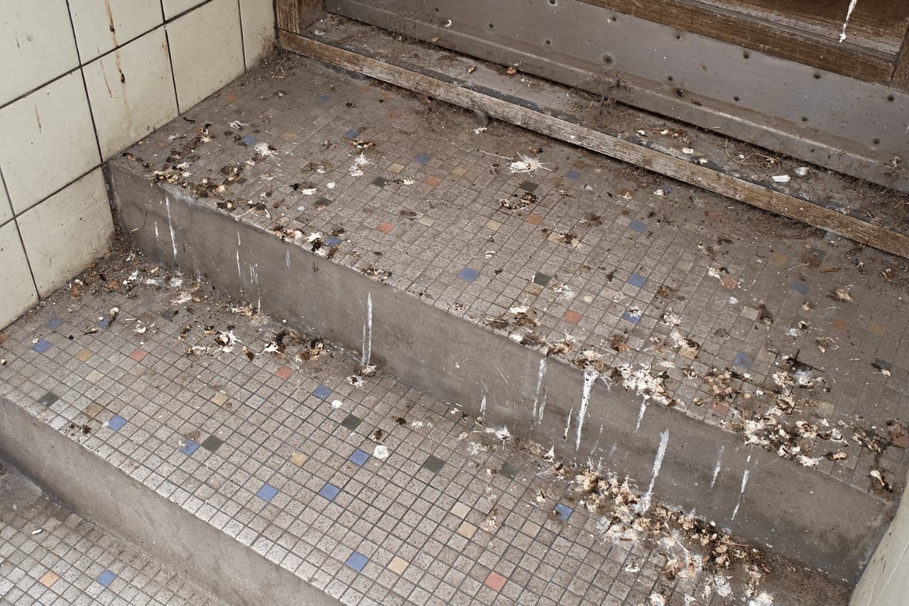 pulizia guano piccioni