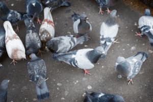 pulizia guano piccioni roma pulizia guano piccioni roma