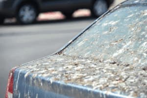 pulizia guano piccioni proprietario o inquilino pulizia guano piccioni proprietario o inquilino