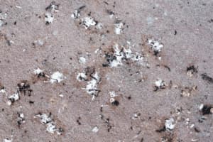 rimozione guano piccioni rimozione guano piccioni