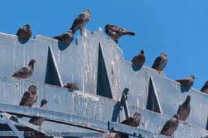 bonifica guano piccioni bonifica guano piccioni