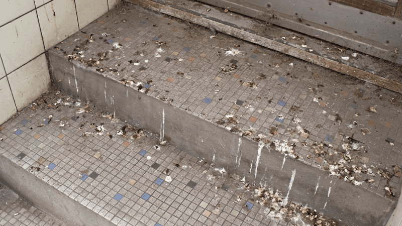 pulizia guano piccioni pulizia guano piccioni