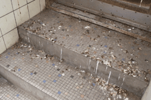 pulizia guano piccioni pulizia guano piccioni